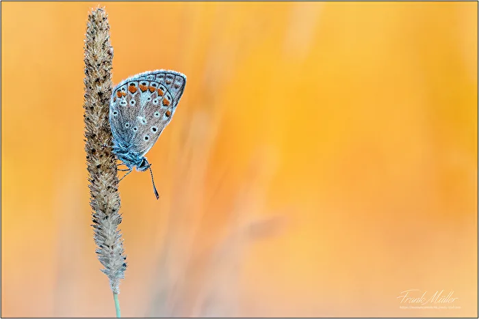 Hauhechel Blue