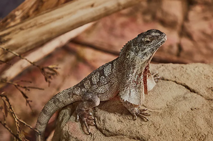 Dragon lizard or something?
