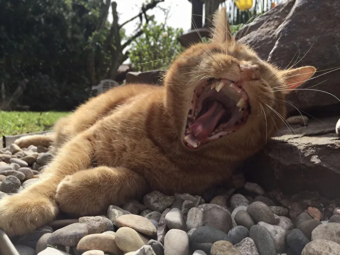 BRÜLLLLL… Ich bin ein gefährlicher Tiger