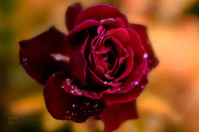 Autumn Rose
