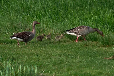 Gänse Familie