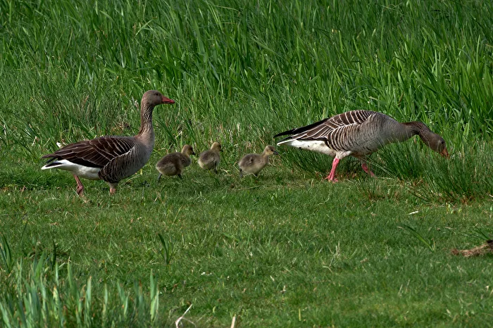 Goose Family