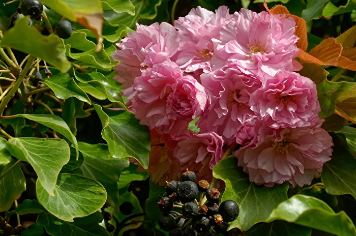 Blüten