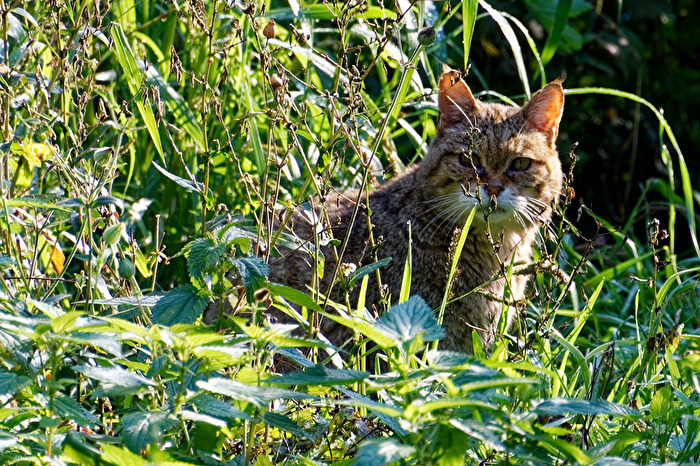 Wildkatze