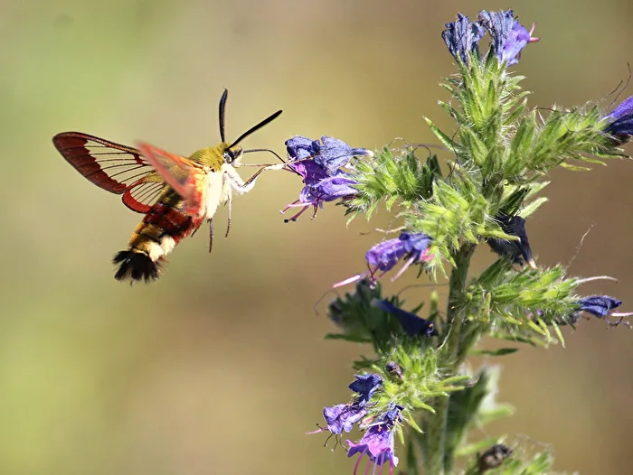 Hoverfly