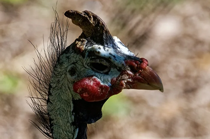 Helmperlhuhn
