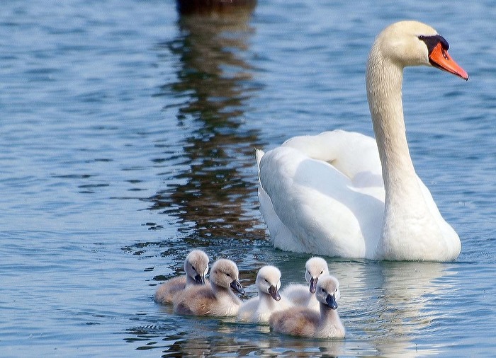 Mein lieber Schwan
