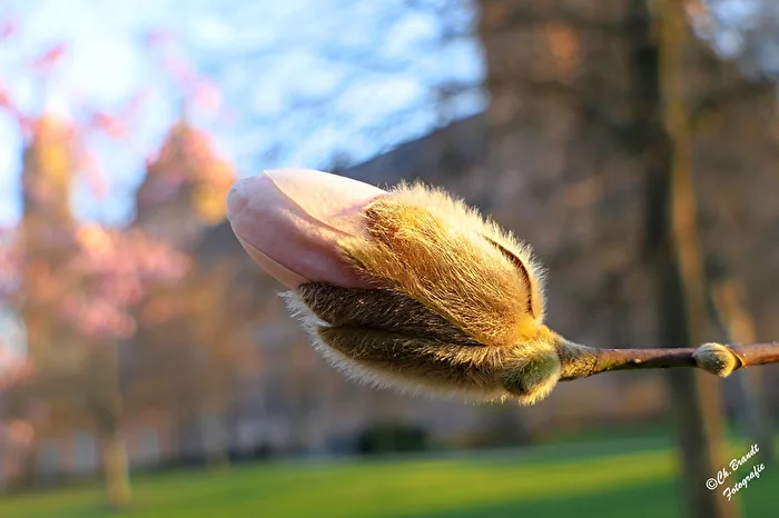 Magnolias!