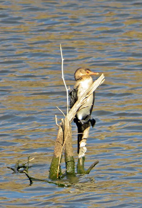Kormoran