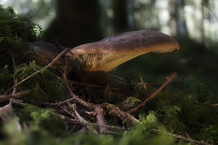 der mit dem samtenen Fuße