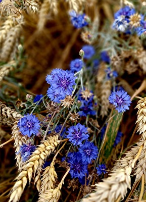 kornblumenblau