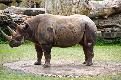 Spitzmaulnashorn