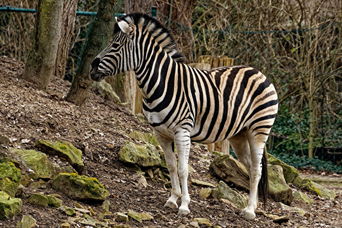 Zebra