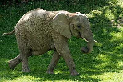 junger Elefant