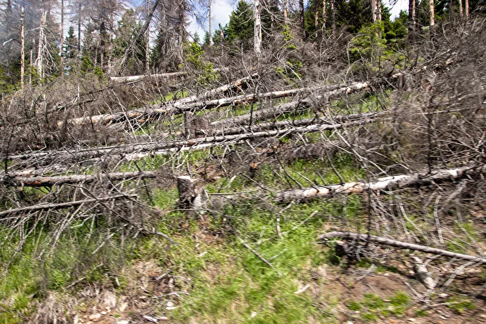 Waldsterben