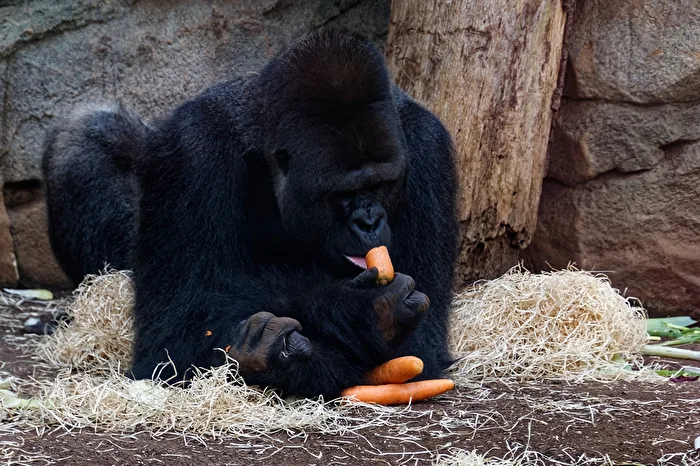 Gorilla