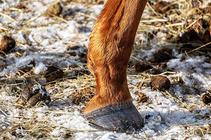 The golden leg