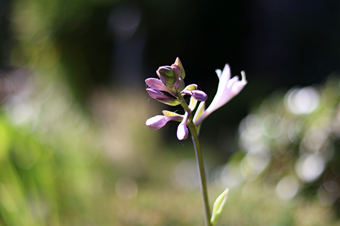 Ein Nachmittag im Garten