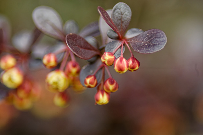 Blüten