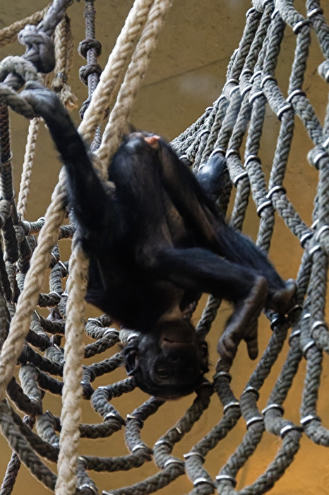 Bonobo