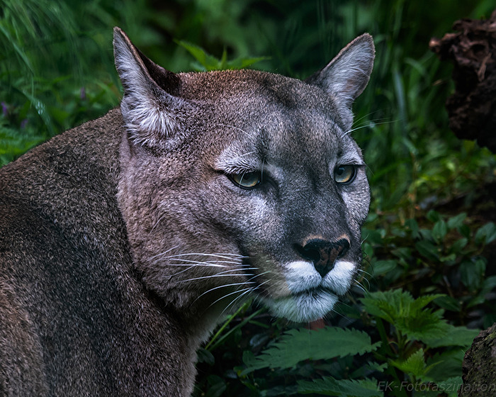 Puma