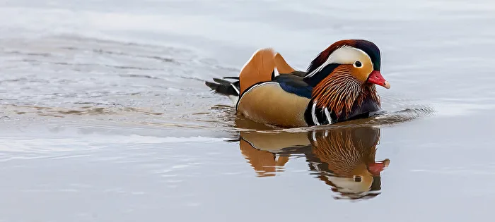 Mandarin Duck