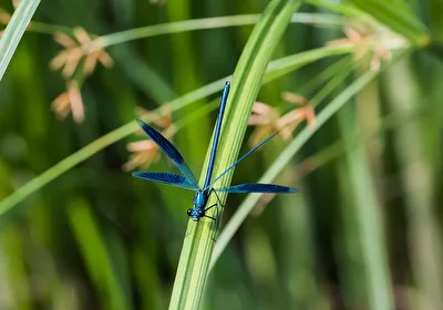 Blauflügel-Prachtlibelle