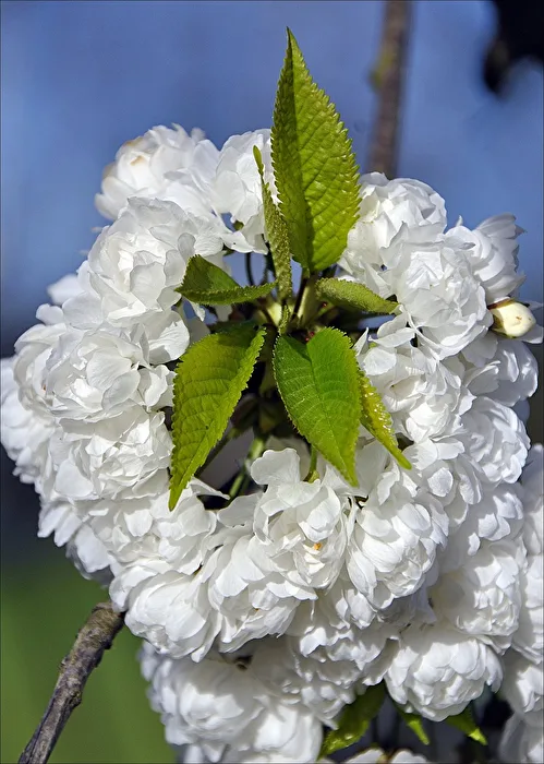 Neutriebe