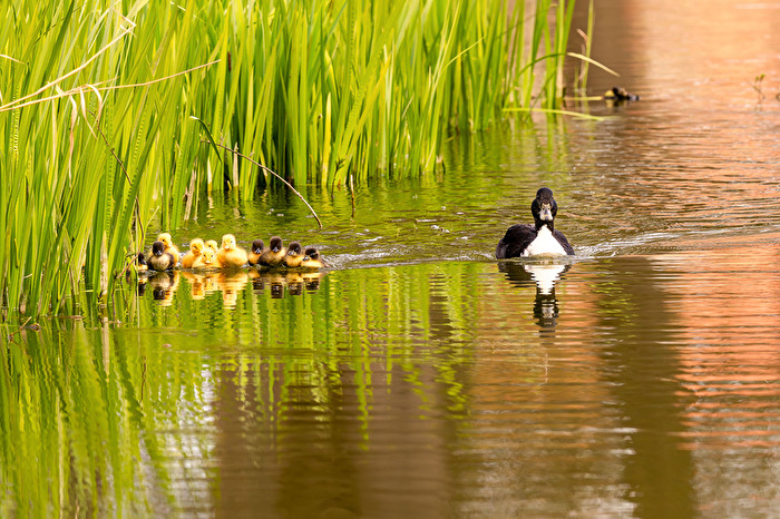 Parkente mit Nachwuchs