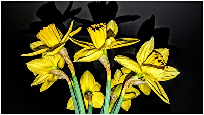 Frühlingsbote
