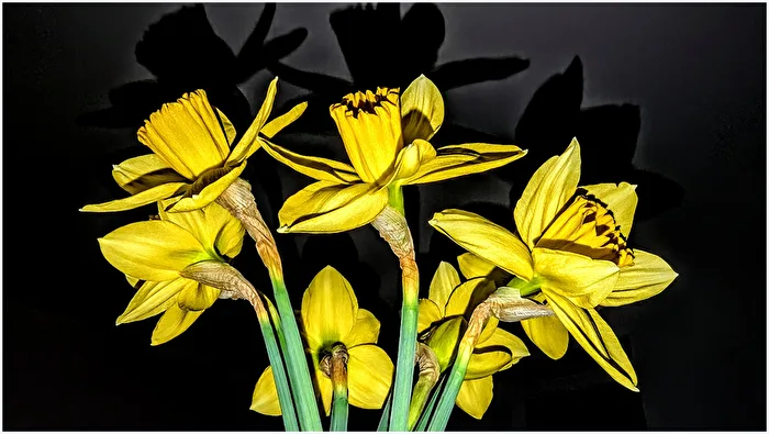 Frühlingsbote