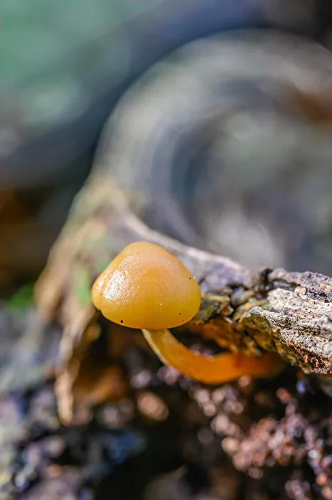 Deadwood mushroom