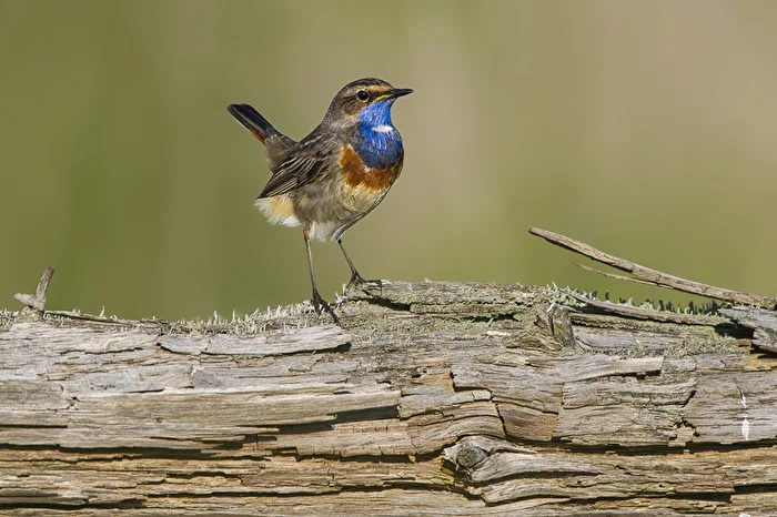 Catwalk
