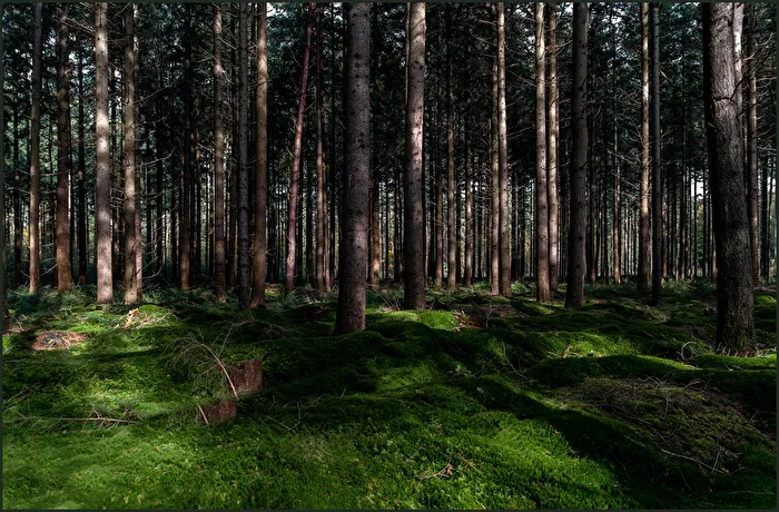 Wald