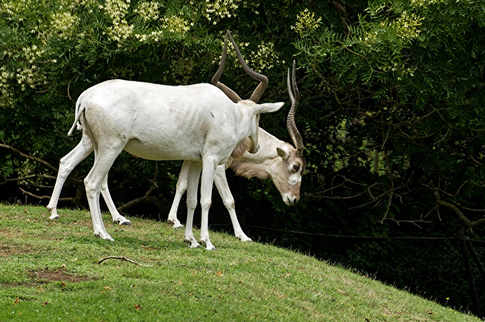 Addaxantilope