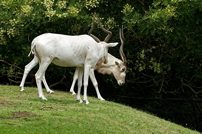 Addax antelope