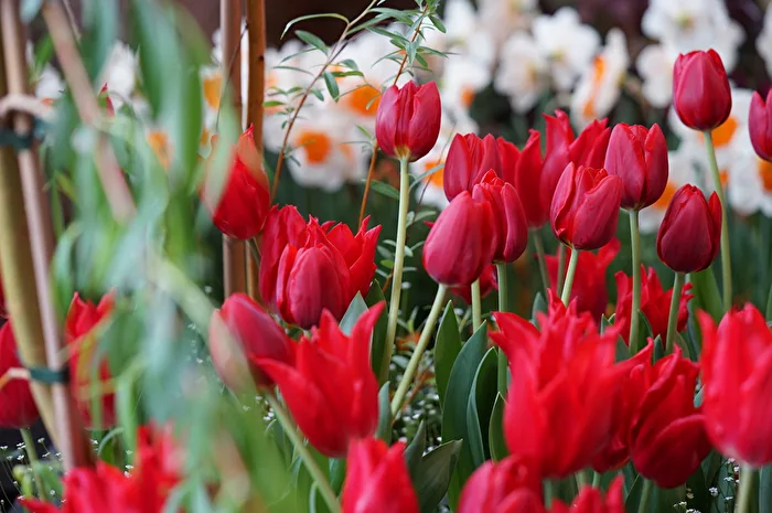 Tulpen