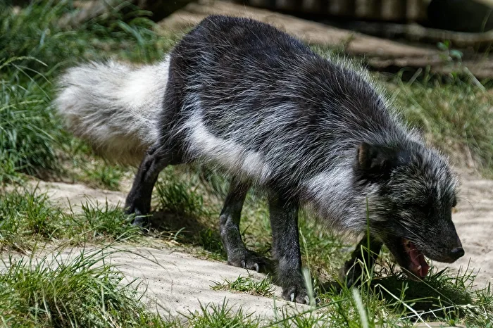 Polarfuchs