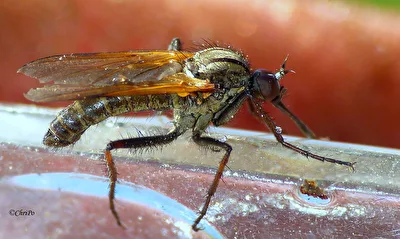 Raubfliege