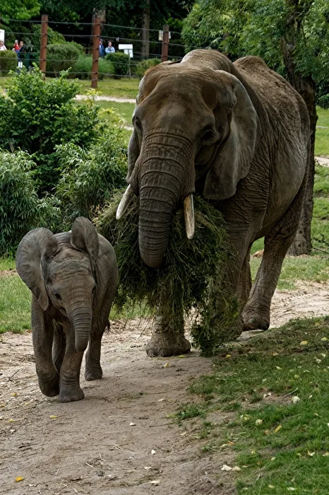 Elephants