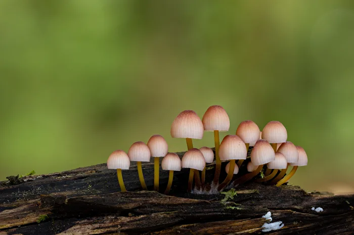 Verzauberter Totholzstamm: Gelbstieliger Nitrat-Helmling (Mycena renati)