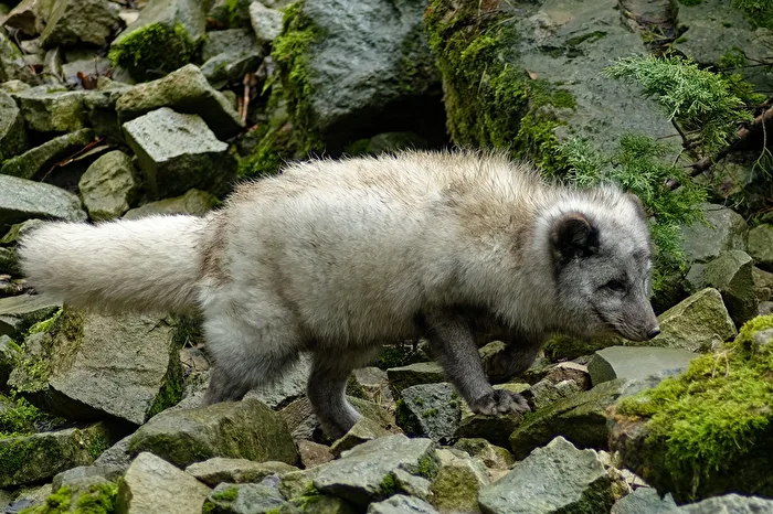 Arctic Fox