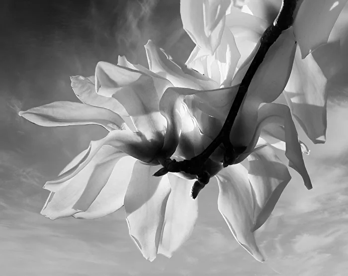 Magnolie