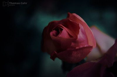 Lensbaby Rose