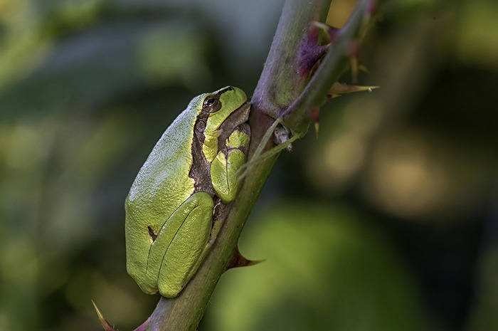 Laubfrosch