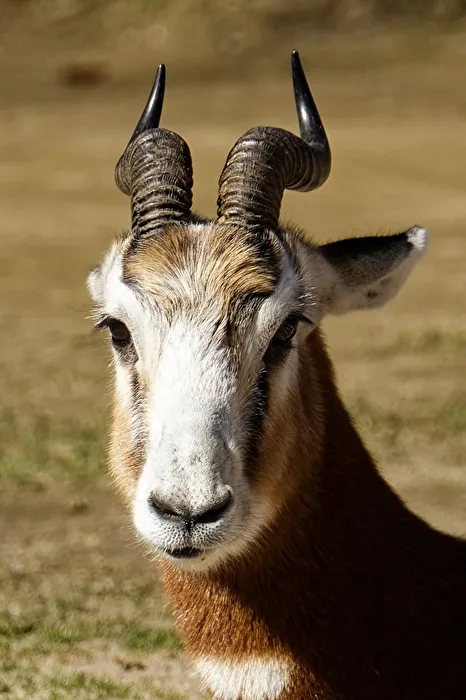 Mhorr Gazelle