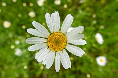 Wiesen-Margerite