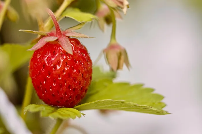 Strawberry