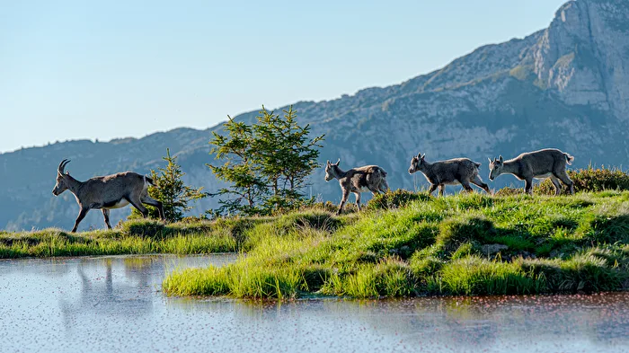 Alpine ibex with kids