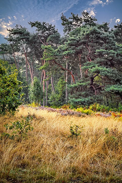 Forest Edge